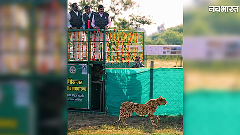 CM Mohan Yadav releasing two cheetahs at Veerangana Durgavati Tiger Reserve