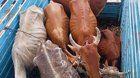 Sambhajinagar Cattle Transport Cantonment Police