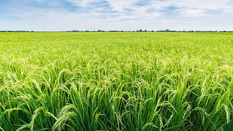 gondia rabi paddy area decline maize mustard farming