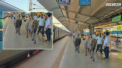 Buffaloes spotted on Rani Kamlapati railway station platform in Bhopal