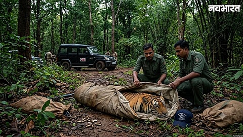 Only 35 Tigers Left in Chhattisgarh; CBI to Probe Poaching and Smuggling Ring