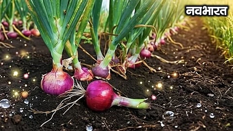 ICAR scientists have identified 8 new varieties of onion to check the fluctuating prices of onions
