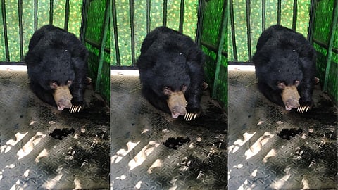 gondia injured bear rescue koka wildlife sanctuary