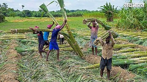 Sugarcane Price Hiked in Chhattisgarh