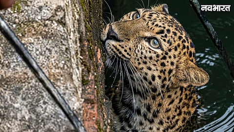 Nashik Yeola Leopard Rescue From Well In Andarsul Shivar