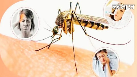 Pune construction sites mosquito breeding