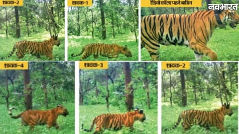 Rescued tigress with her four cubs in Veerangana Durgavati Tiger Reserve