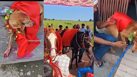 Gorakhpur: Pet Dogs Jai and Gudiya Get Married in a Royal-Style Ceremony, Owner Plans Permanent Shelter