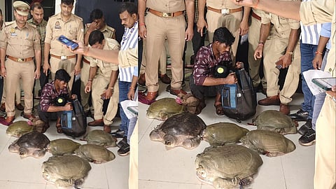 24 Indian Softshell Turtles Worth ₹12 Lakh Seized Varanasi Cantt Railway Station, One Arrested