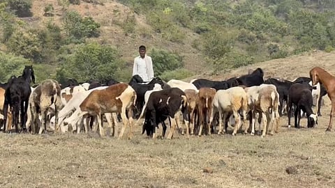 akola fodder crisis prevention plan