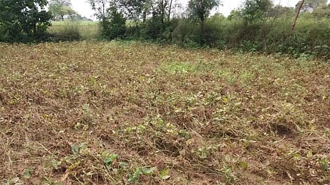 bhandara drought crop damage survey farmers