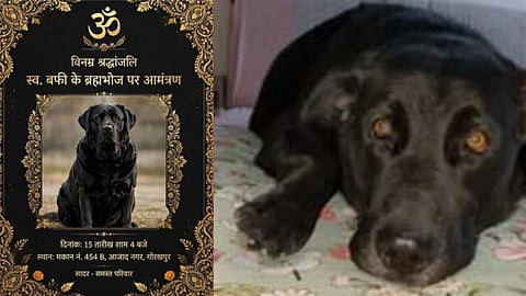 Gorakhpur Family Organizes Tehravi and Brahm Bhoj for Pet Dog Buffy, Sets an Example of Unconditional Love
