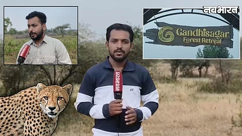 Gandhi Sagar in Madhya Pradesh emerges as a second home for cheetahs