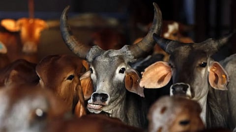 Chhatrapati Sambhajinagar beef smuggling foiled Paithan road