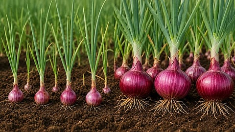 Nashik Onion Cultivation Crisis