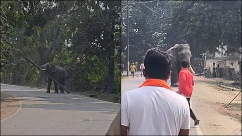 Varanasi Elephant brought for Ramlila goes out of control