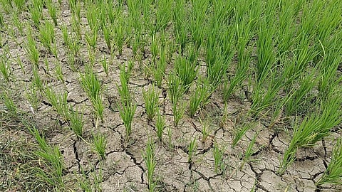 gondia dhapewada irrigation water crisis farmers
