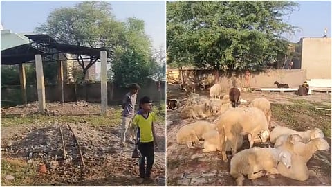 cremation ground animals gathering