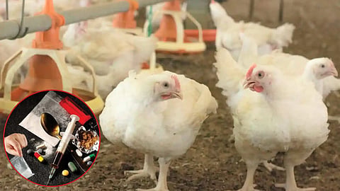 Gondia Illegal Drug Manufacturing Factory Raid Poultry Farm
