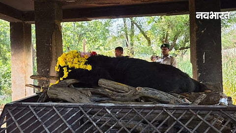 chhattisgarh news,Female Himalayan Bear death,