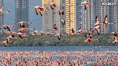 Navi Mumbai Flamingo Migration Pollution Habitat Threat