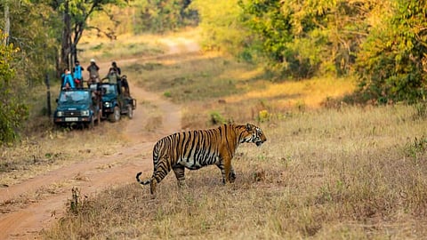 tadoba tiger relocation human tiger conflict chandrapur