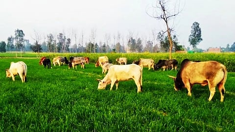 yavatmal drought outside livestock grazing ban