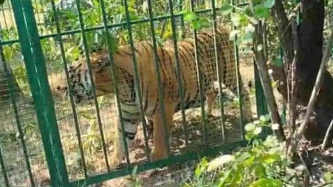 chandrapur savli tiger t122 captured trap cage