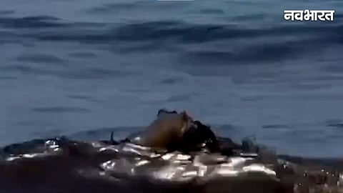 The seawater turned black