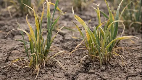 gondia crop damage rainfall shortage farmer relief