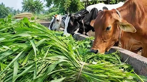 wardha fodder seed distribution livestock drought preparation