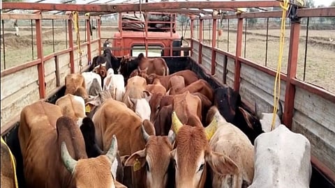Chhatrapati Sambhajinagar police Cow Smuggling