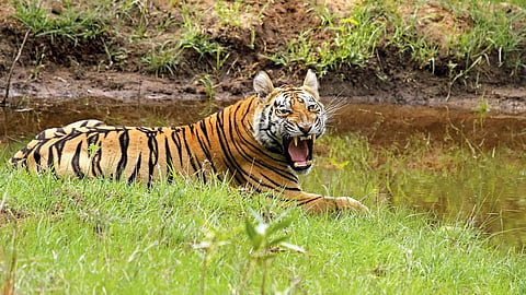 gadchiroli tiger attack youth death two tigers near school