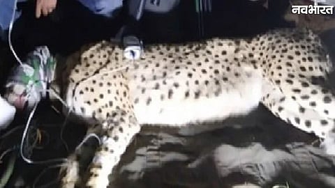 central committee and MP STF will investigate the shooting death of cheetah