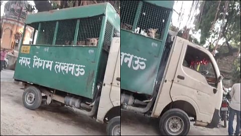 municipal corporation team rescued two dogs
