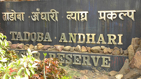 tadoba