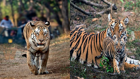 International Tiger Day
