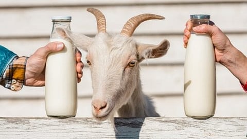 Goat Milk