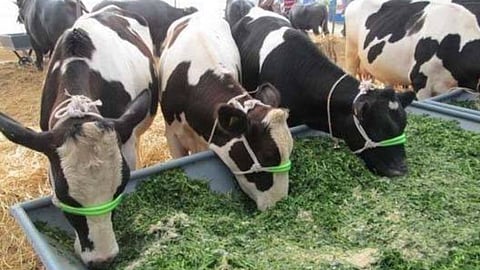 Farmers upset over purchase of cattle, bulls difficult to get