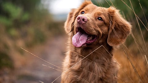 dog-Viral-New