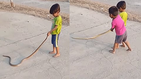 watch video snake-viral-video-kid-playing-with-snake-tail-will-come-goosebumps
