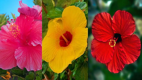 hibiscus-flowers