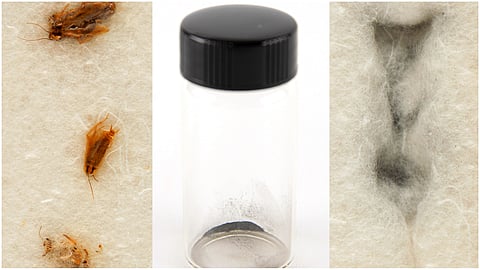 NASA objected to the auction of the soil which was eaten by cockroaches 53 years ago from the Moon