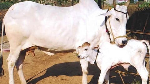 Godan in Pitru Paksha