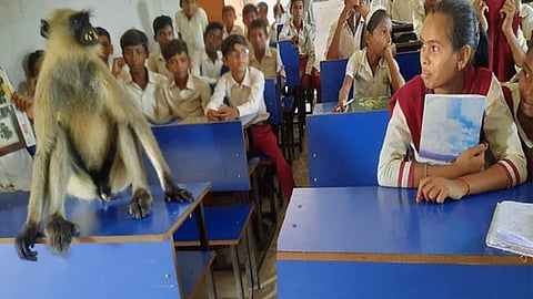 jharkhand-hazaribagh-langur-is-coming-to-class-everyday-listens-to-the-teacher