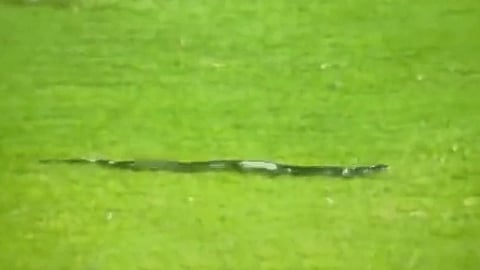 snake-in-india-vs-south-africa-2nd-t20-match-guwahati-aca-secretary-saikia-snake-enjoying-match