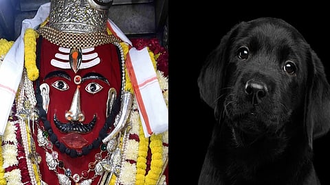 feed Black Dog on Kaal Bhairav Jayanti