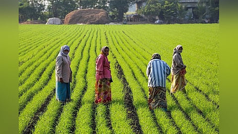 natural-farming
