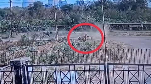 Buffalo chased the tiger, incident captured in CTPS camera