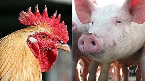 Chicken and Pig